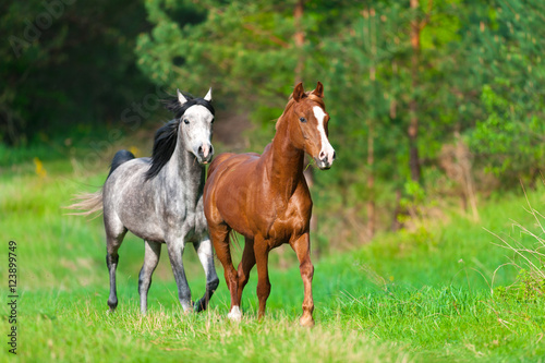 Two arabian horses run in spring landscape