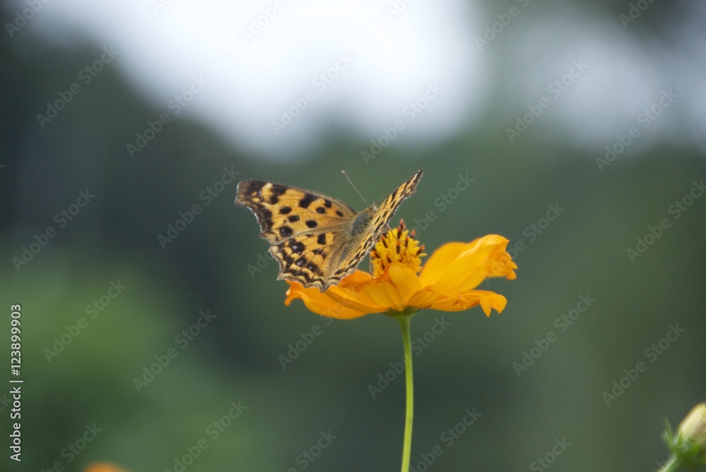 Obraz premium 꽃과 나비