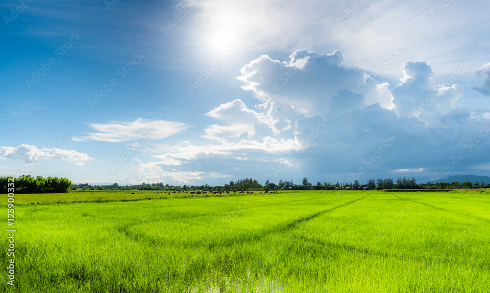Rice field green grass blue sky cloud cloudy landscape background Stock  Photo | Adobe Stock