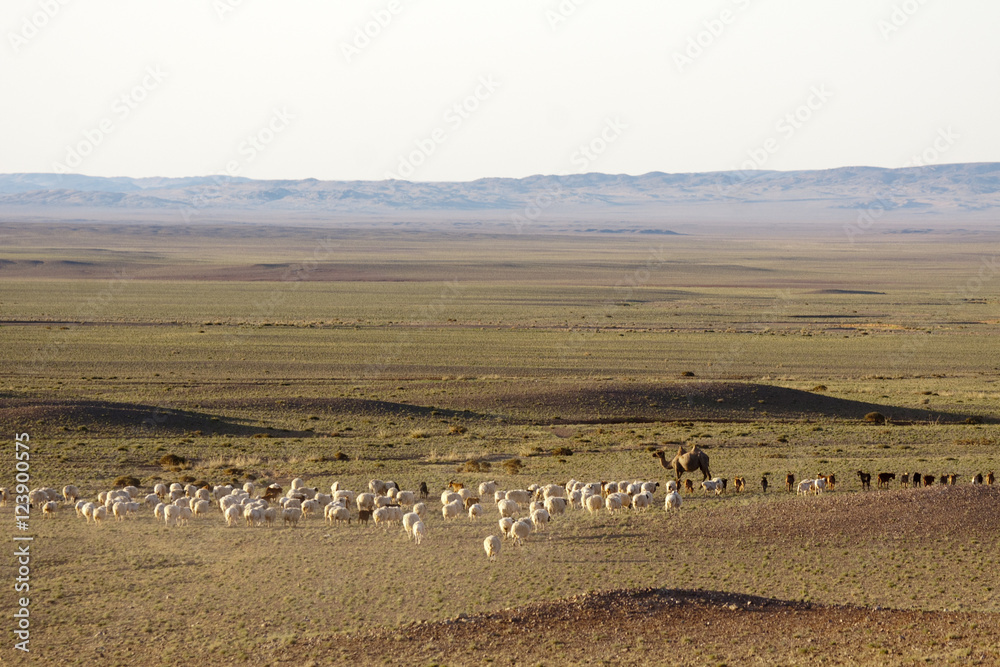Fototapeta premium ゴビ砂漠