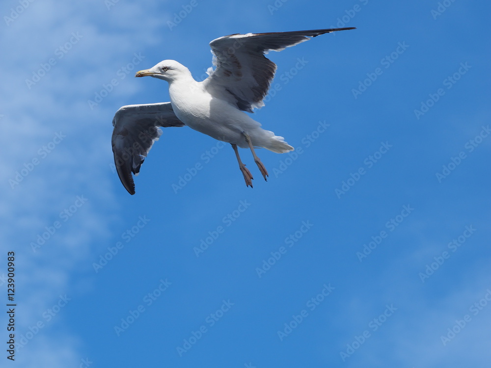 Obraz premium Möwe im Flug