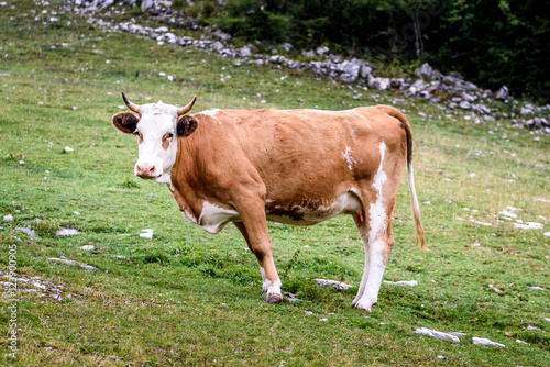 Free range cattle cow on high mountain green pasture.