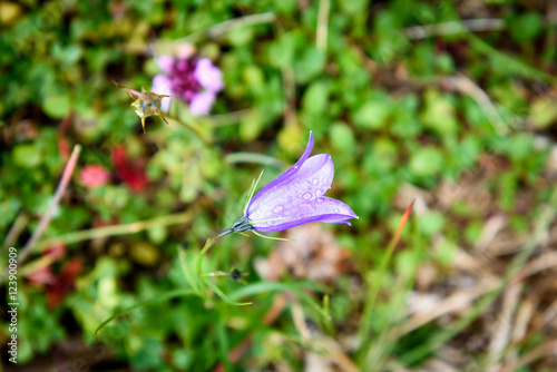 Purple Bell Flower ruellia brittoniana flowers is blossoming in photo