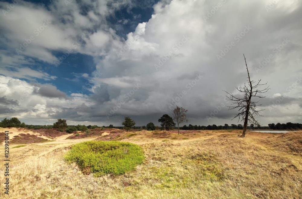 Fototapeta premium dry dead tree over stormy sky