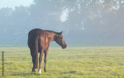 horse on misty pasture