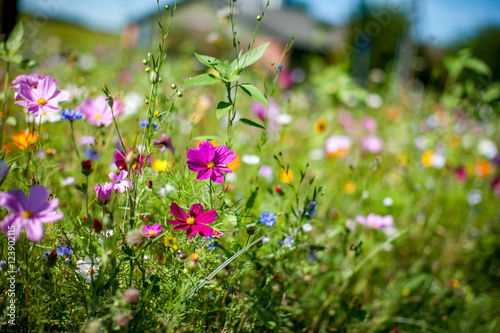 Blumenwiese Sommerblumen Landschaft Natur
