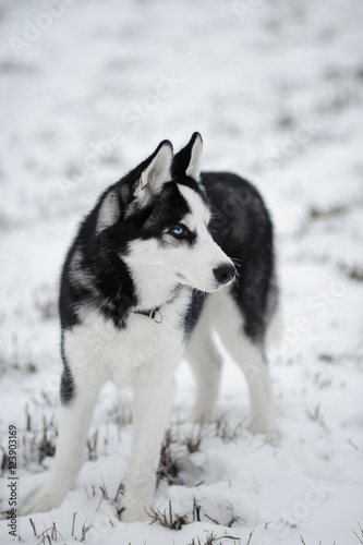 Siberian husky dog outdoor in winter
