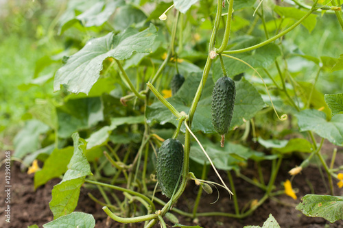 Cucumbers On Vegetable Garden.