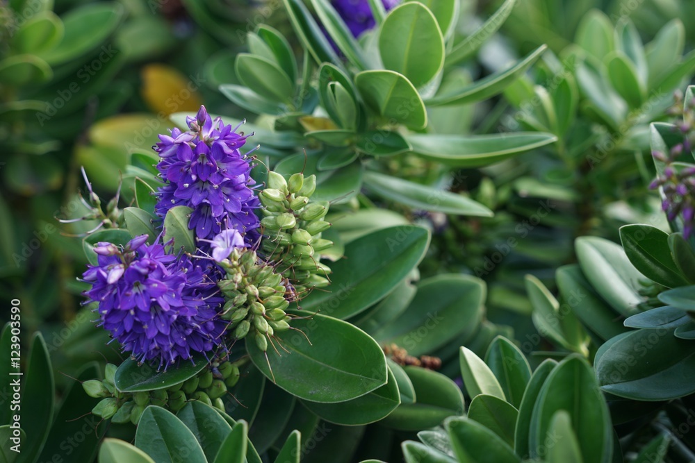 Lila blühender Busch Strauchveronika (hebe speciosa) auf Rathlin