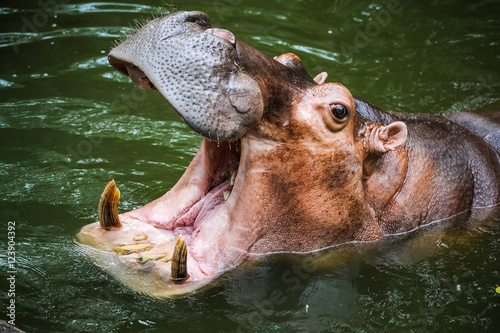 Hippopotamus opening the mouth.