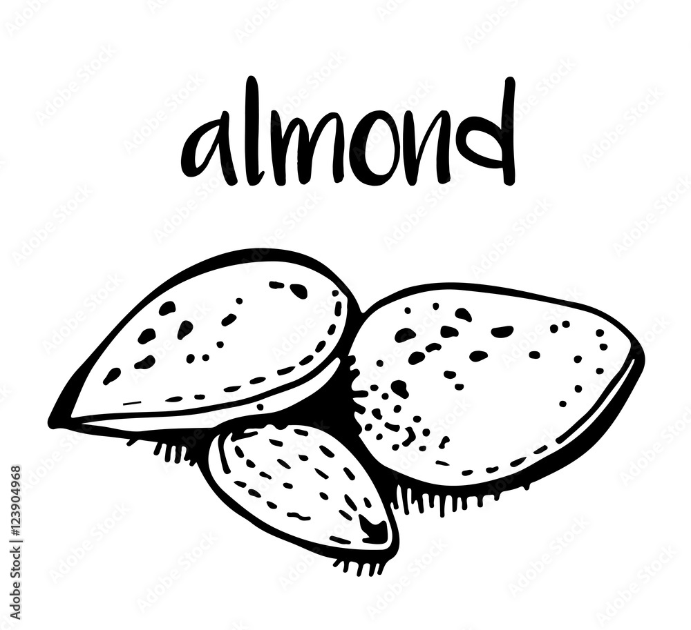 Almond isolated on white background, vector illustration Almond isolated on white background, vector illustration