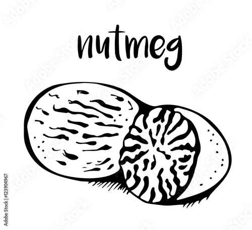 Nutmeg isolated on white background, vector illustration