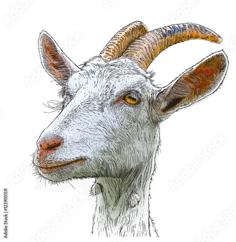 goat - a portrait - a vector color drawing