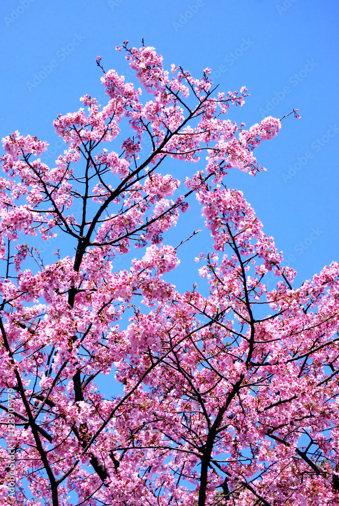 Pink Cherry Blossom tree in bloom
