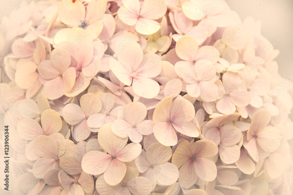 close up hydrangea flower (vintage soft color style) for texture background