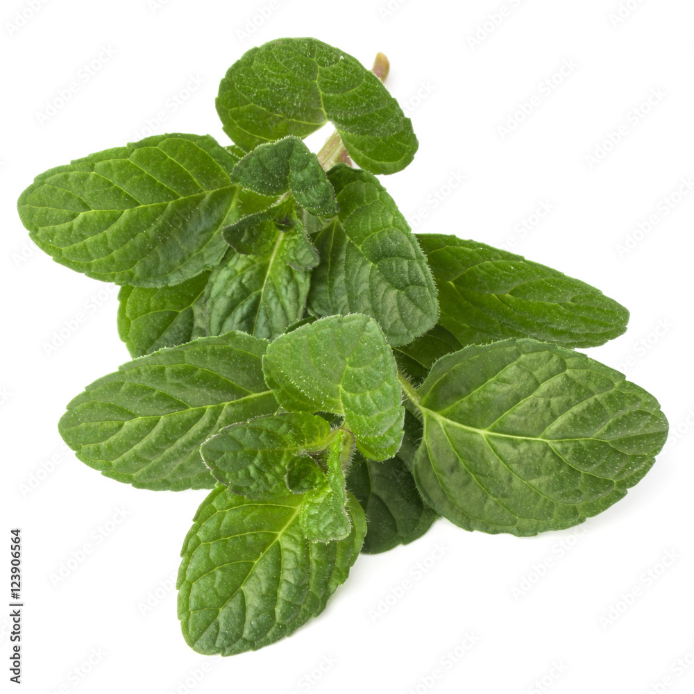 Fresh mint herb leaves isolated on white background cutout