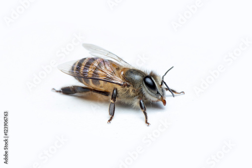 Honey Bee in White Background. © apisitwilaijit29
