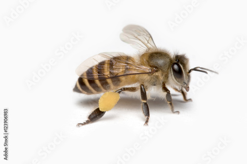 Honey Bee in White Background. © apisitwilaijit29