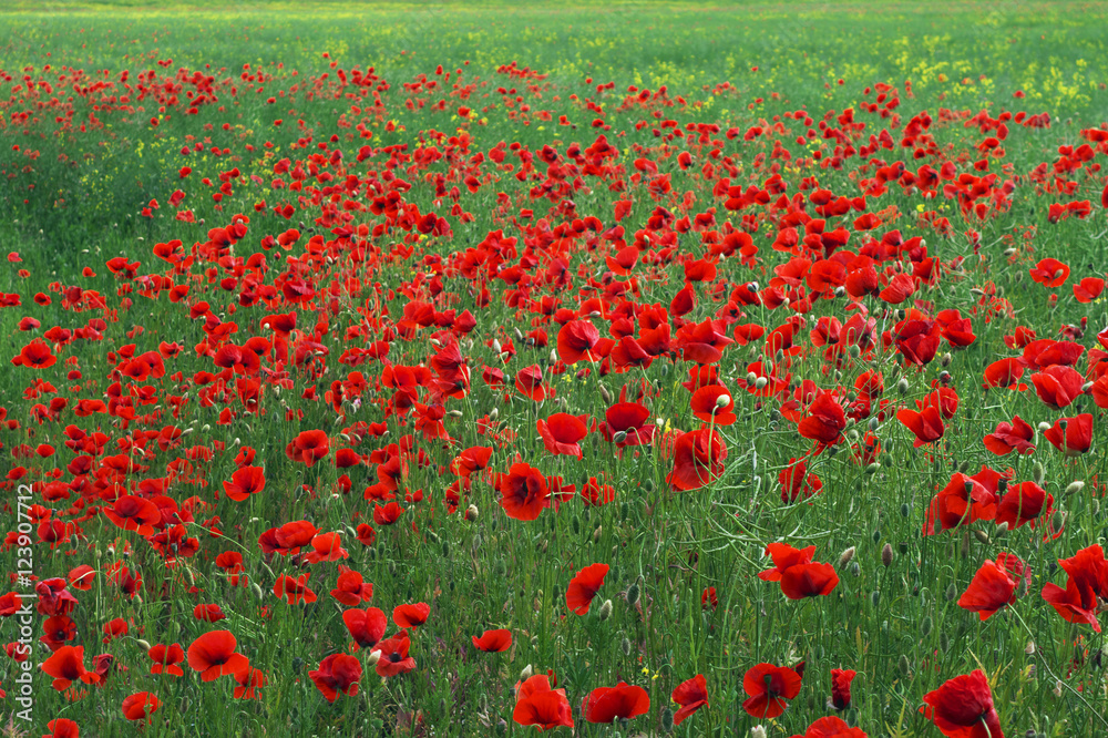 Poppy field in countryside.