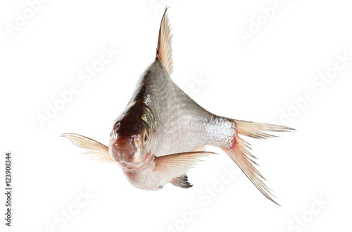 bream isolated on white background