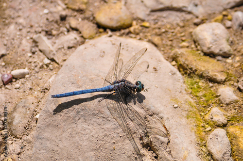 Dasher blue Dragonfly sitting on a stone  photo