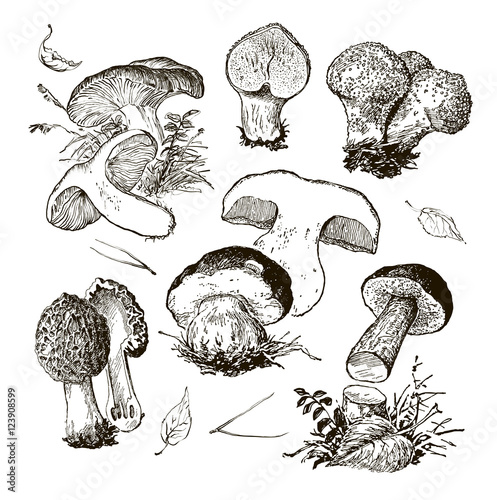 vector hand drawing a set of mushrooms