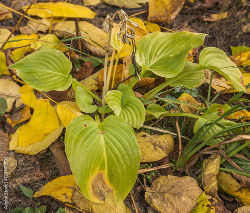 Photos Hosta  on garden  in autumn
