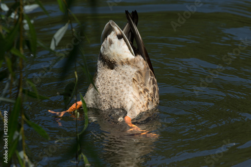 A female Mallard Duck in Boston Public Garden