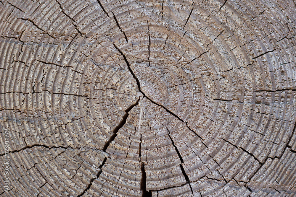 Fototapeta premium slice cut of natural wood with circles abstract texture