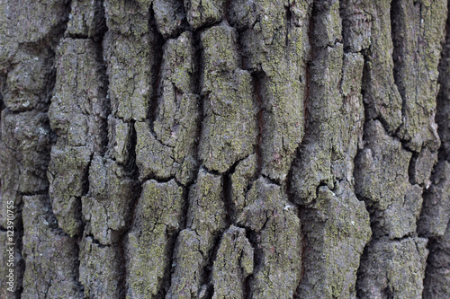 tree bark wood abstract texture with grooves