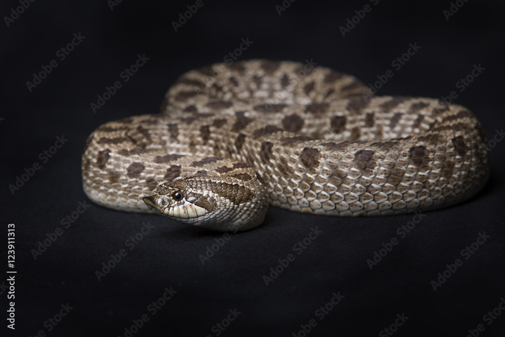 Obraz premium Hackennasennatter