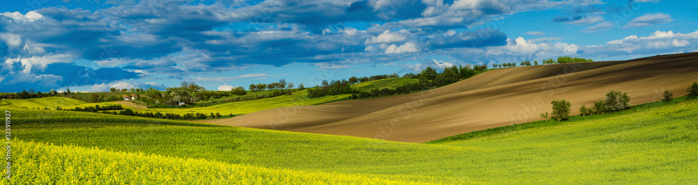 Rapeseed yellow fields in spring with blue sky and green hills,  natural eco seasonal  background, panorama