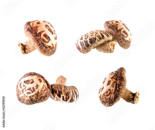 Wallpaper Mural shiitake mushroom isolated on white background Torontodigital.ca