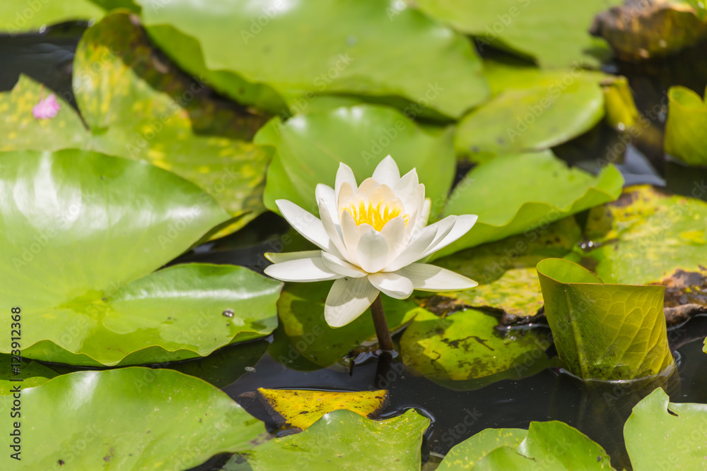 The Water lily flower.background is Water lily leaves. The Water lily flower.background is Water lily leaves.
