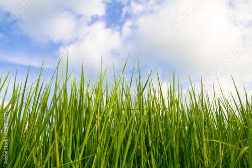 warm eye view of rice field with blue sky