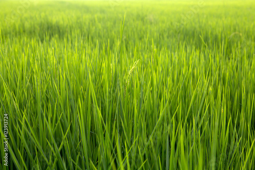 green rice field background 