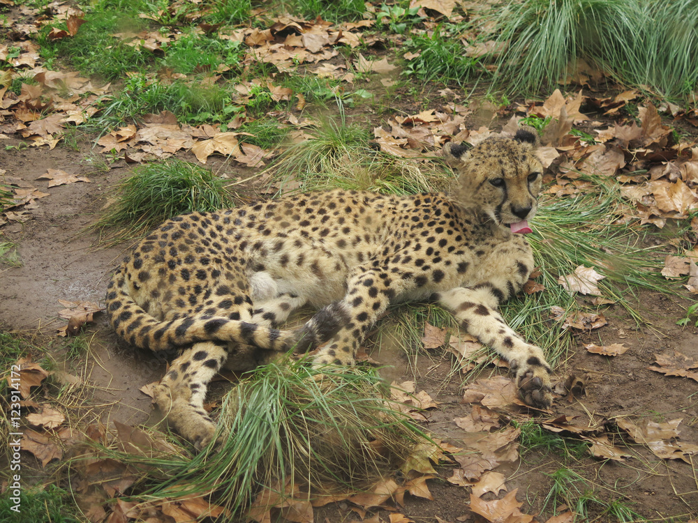 Fototapeta premium tigre