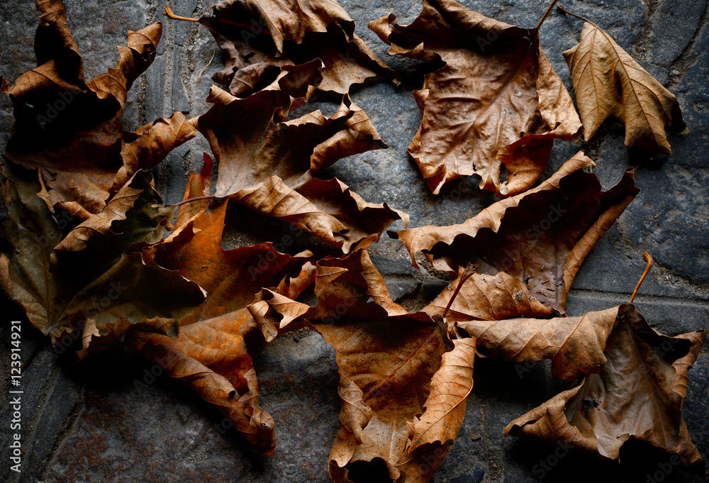 autumn dry  leaves - background