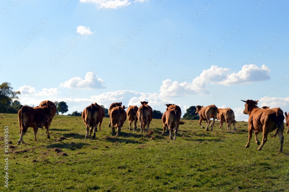 Fototapeta premium Cows of grey color which gallops.