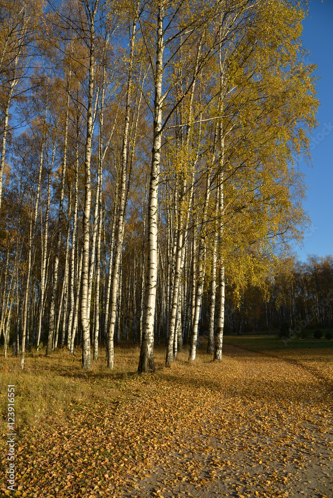 Fototapeta premium Birches in autumn park