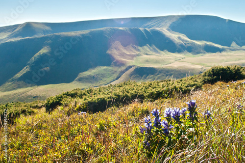 Bellflower blossoms on the hillsides of the Carpathian mountains