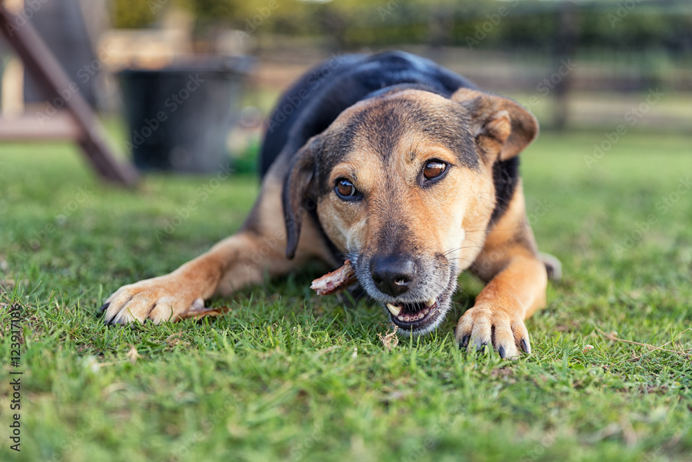 Dog chewing a bone whilst laid outside on grass