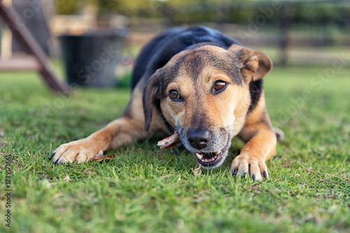 Fotografie Dog chewing a bone whilst laid outside on grass