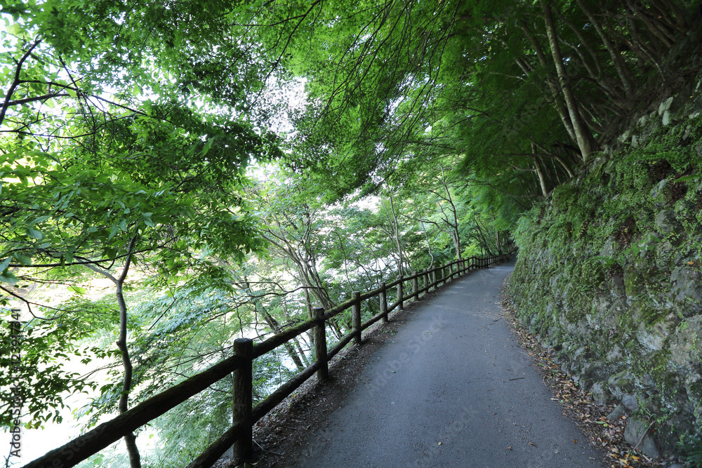 Japanese walkway in green Garden trees