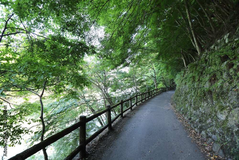Japanese walkway in green Garden trees Japanese walkway in green Garden trees