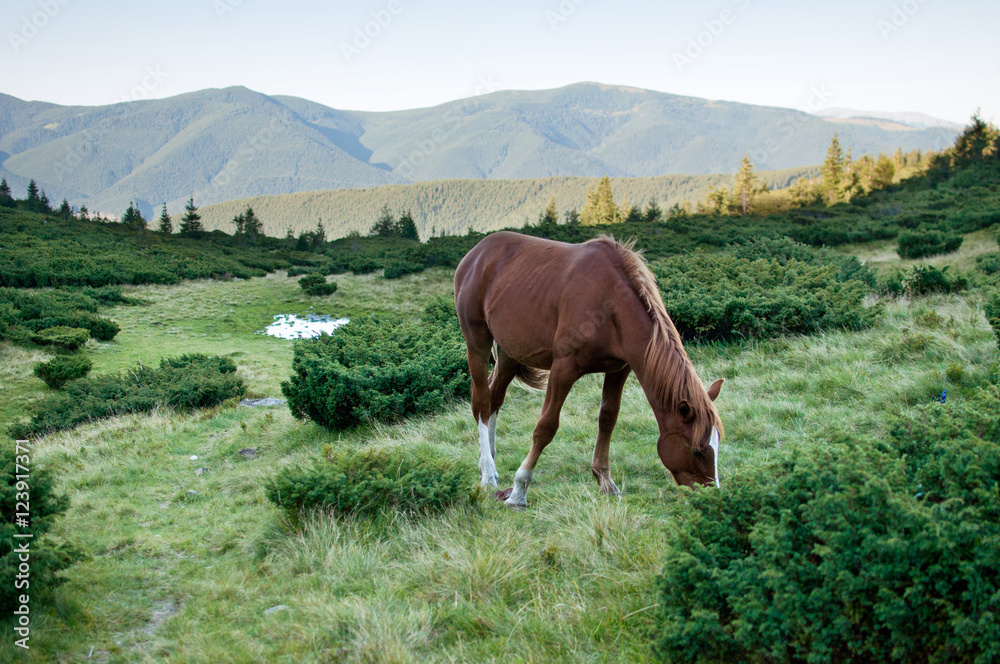 Brown horse eating grass