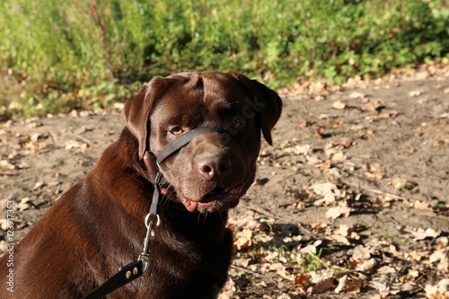 Portrait of funny chocolate Labrador Retriever dog looking up against of park. The anticipation of a beautiful dog looking up. Autumn