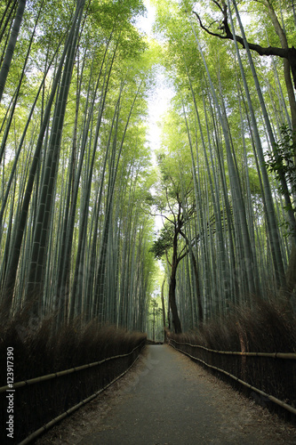 Bamboo Forest with walkway in Kyoto Japan