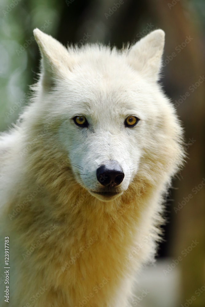 The Arctic wolf (Canis lupus arctos), also known as the Melville Island wolf portrait