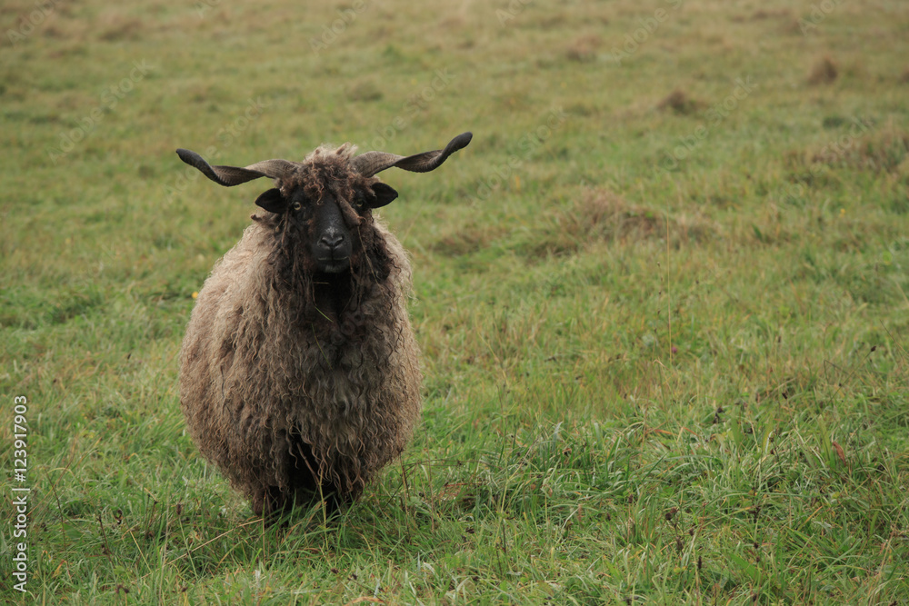 Fototapeta premium hungarian 'racka' sheep